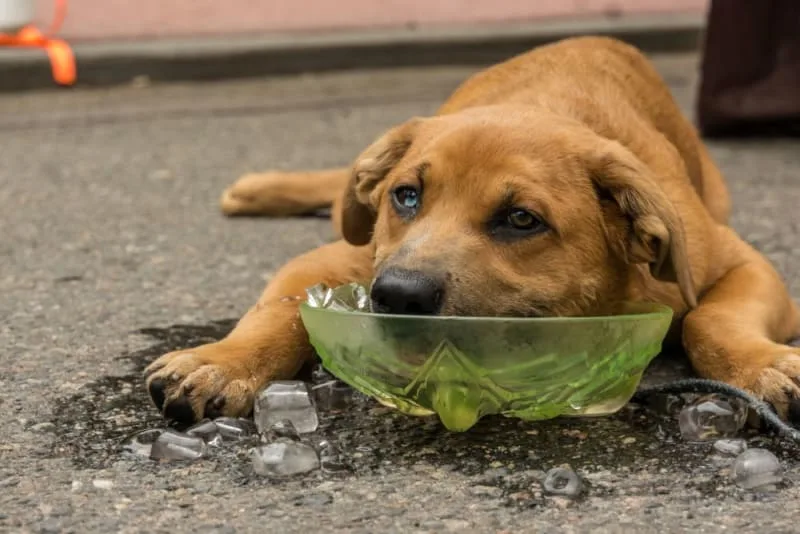 Heatstroke in Dogs: Symptoms & Treatment