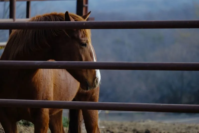 How to Recognize, Treat & Prevent Back Pain in Horses