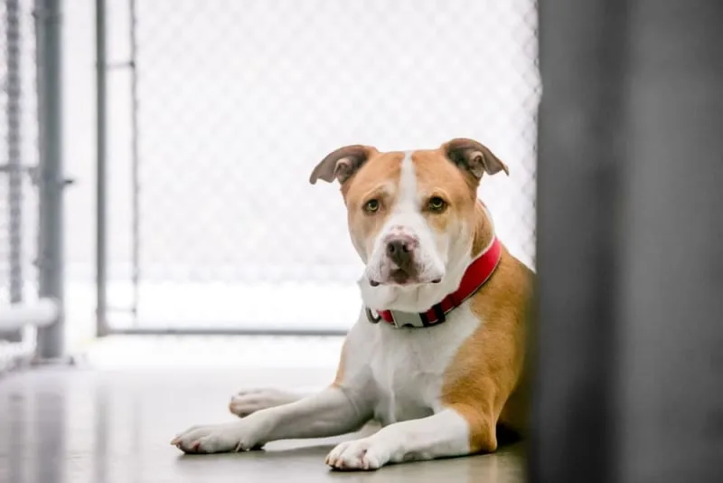Bordetella in Dogs
