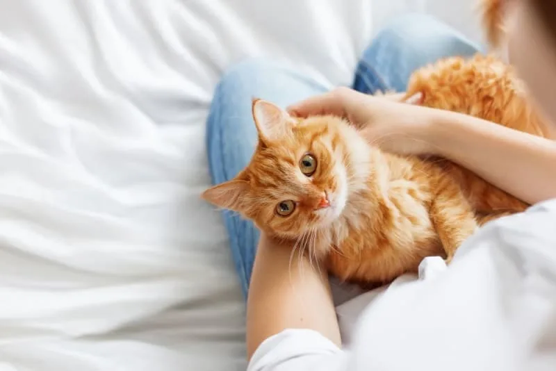 Pneumonia in Cats