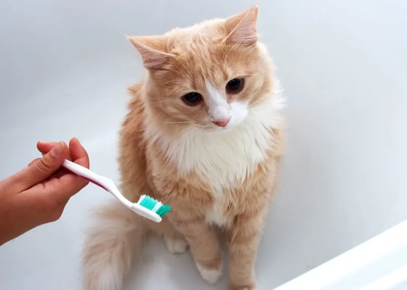 The Most Common Cat Dental Problems