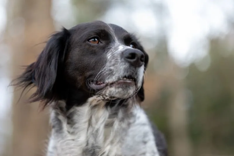 Dog Dandruff - Causes & Treatments for Dry Skin on Dogs