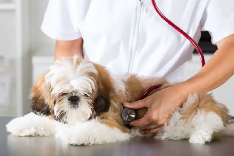 Bone Cancer in Dogs