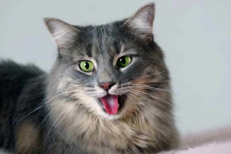 Why is my Cat Breathing Heavy & What Can I Do?