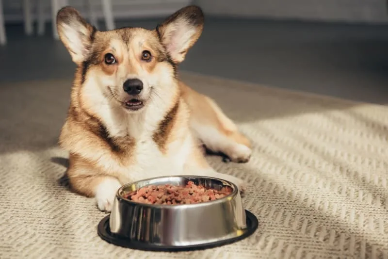 How to Choose Dog Food: What is the Best Food for Dogs?
