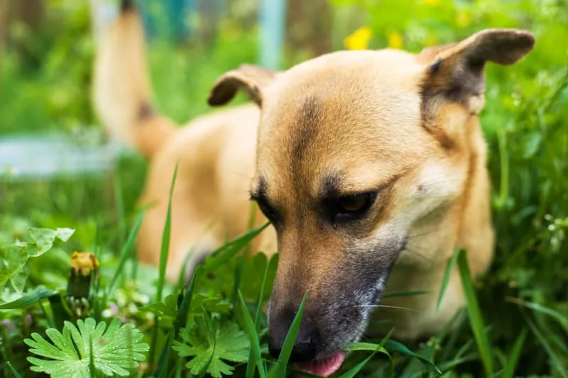 Why Does My Dog Eat Grass? Is my Dog Poisoned?