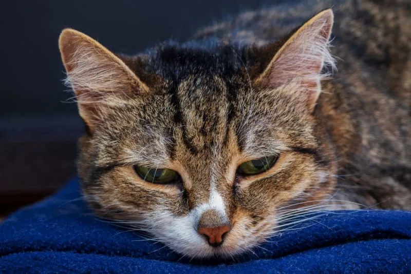 Bordetella in Cats: Symptoms & Treatment