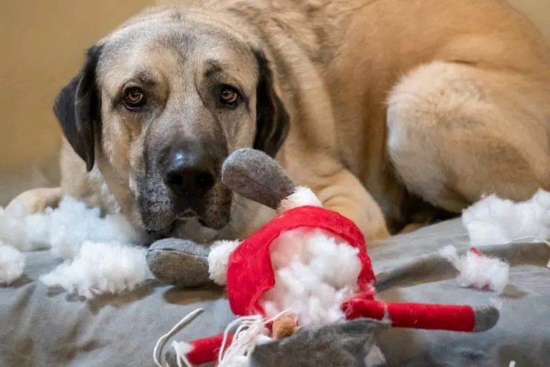 Dog Chewing Problems: Why They Chew & How To Stop Them