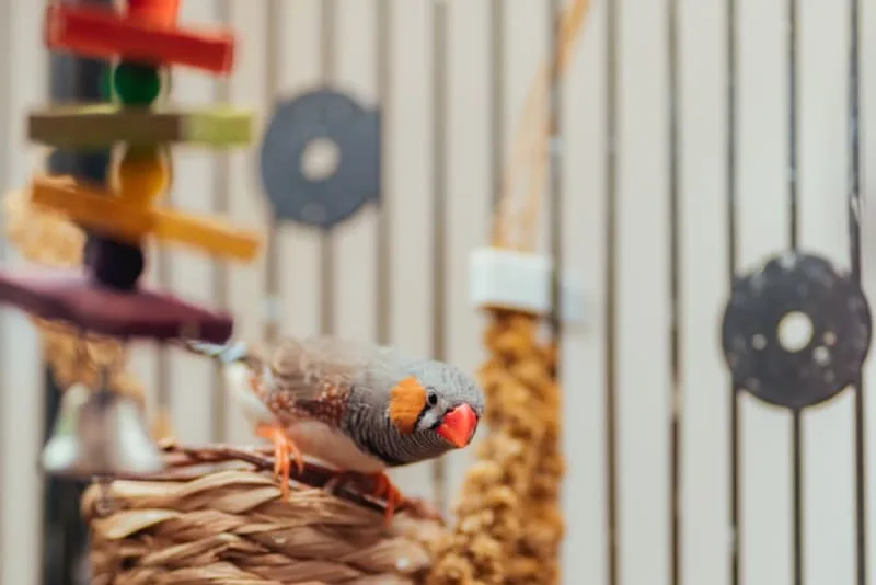Best Toys for Pet Birds