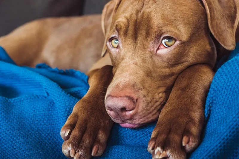 Preventing Heartworm Disease in Pets