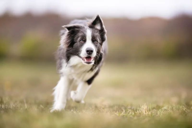 Common Orthopedic Problems in Dogs