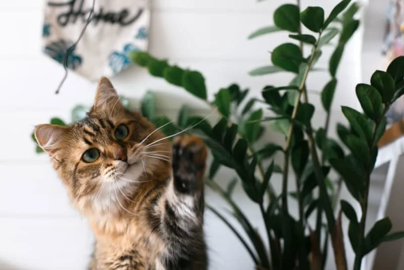 Urinary Tract Infections in Cats
