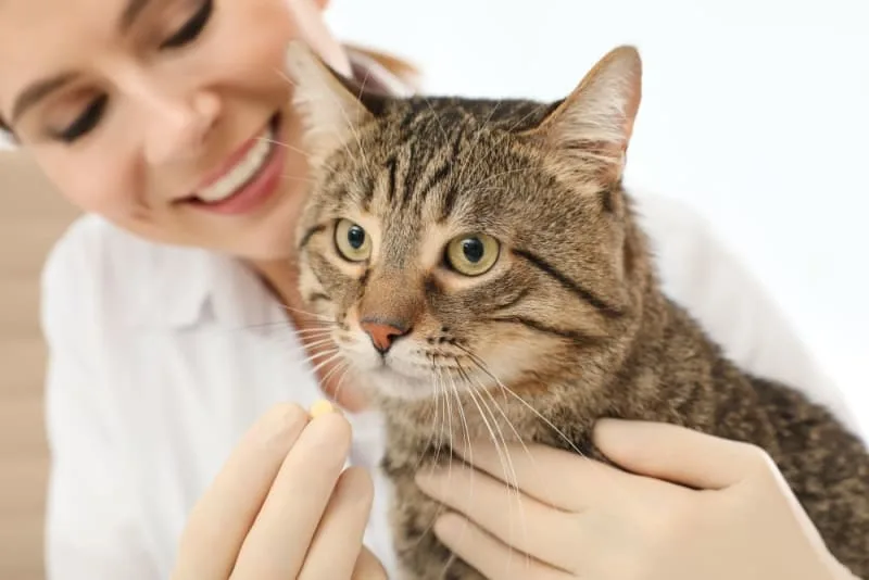Probiotics for Cats