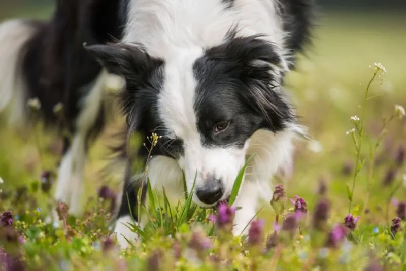 Dogs Eating Grass: Why Do They Do It & Is My Dog Poisoned?