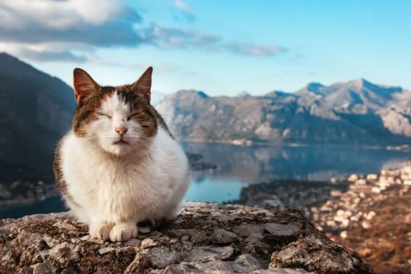 Giardia in Cats: What You Need to Know