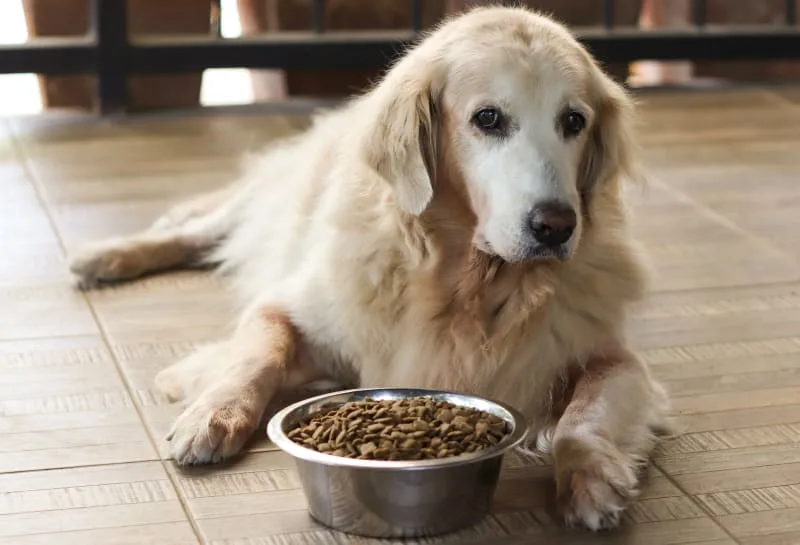 Senior Dog Food: Best Food for Older Dogs