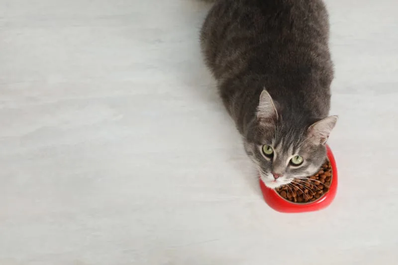 My Cat Won't Eat