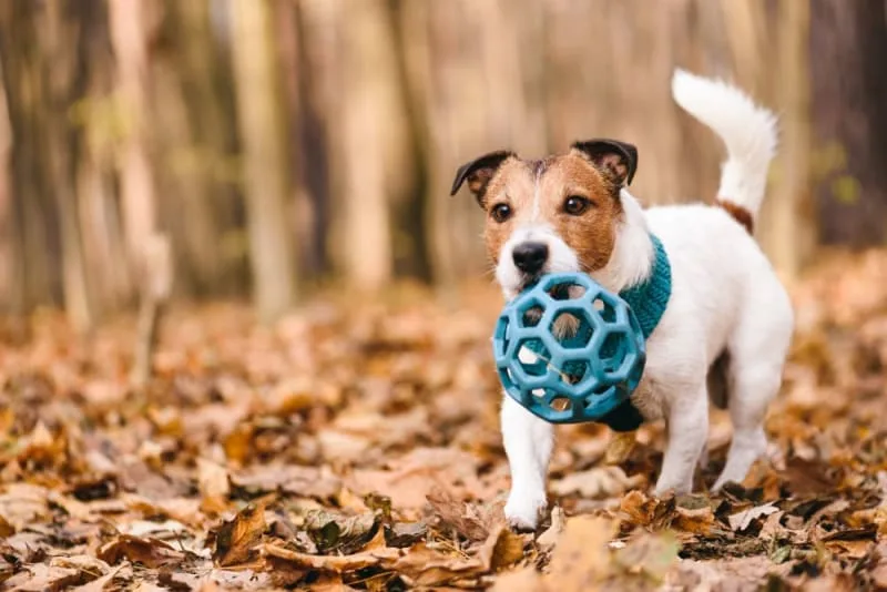Hip Dysplasia & Surgery in Dogs