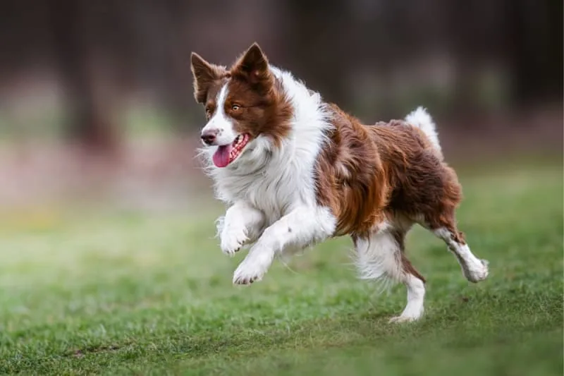 Endoscopies for Dogs & Cats