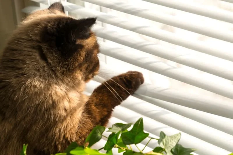How Long Can You Leave a Cat Alone?