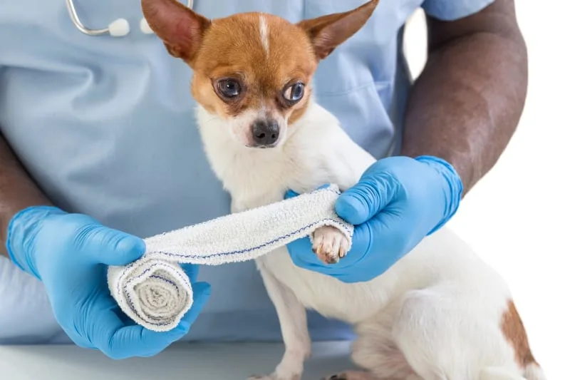Help! My Dog (or Cat) is Bleeding!