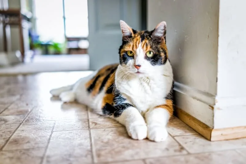 How To Choose The Best Breed of House Cat