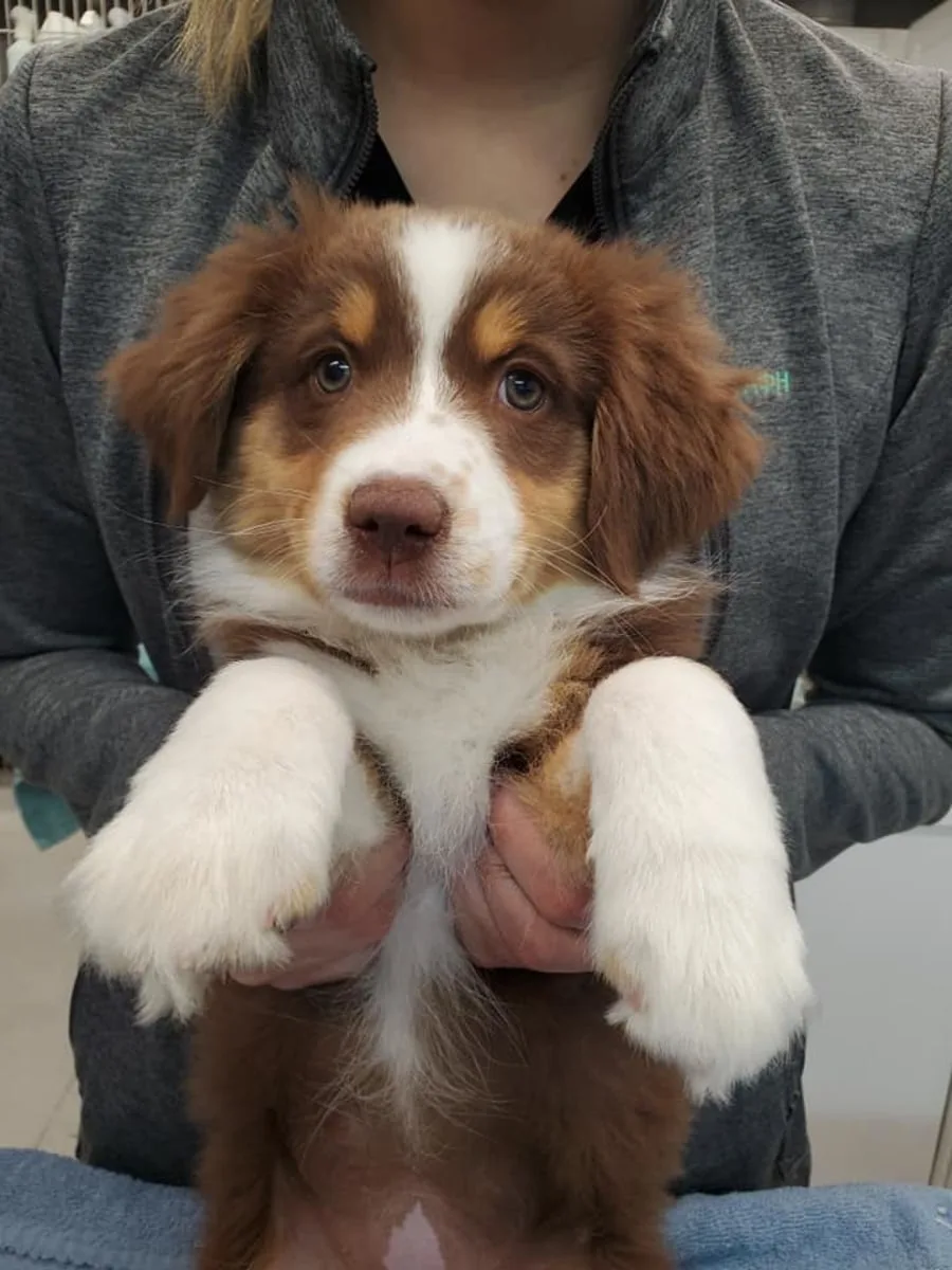 Dog Emergency Vet in Goleta