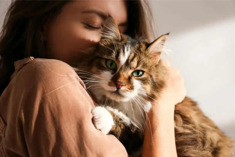 Should I Get My Indoor Cat Vaccinated? Why & When to Do It