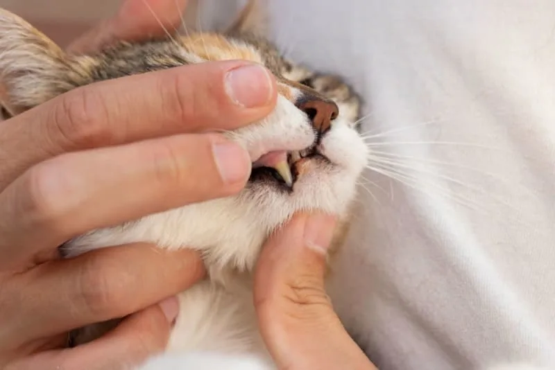 Common Cat Dental Problems