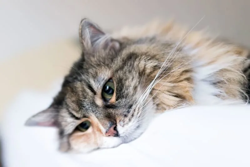 Signs of Pain in Cats & What Can Help