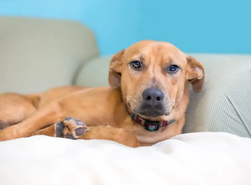 Types of Anemia in Dogs