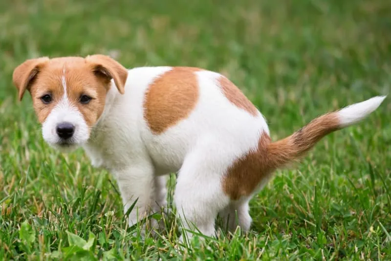 Constipation in Dogs: Causes & What to Do