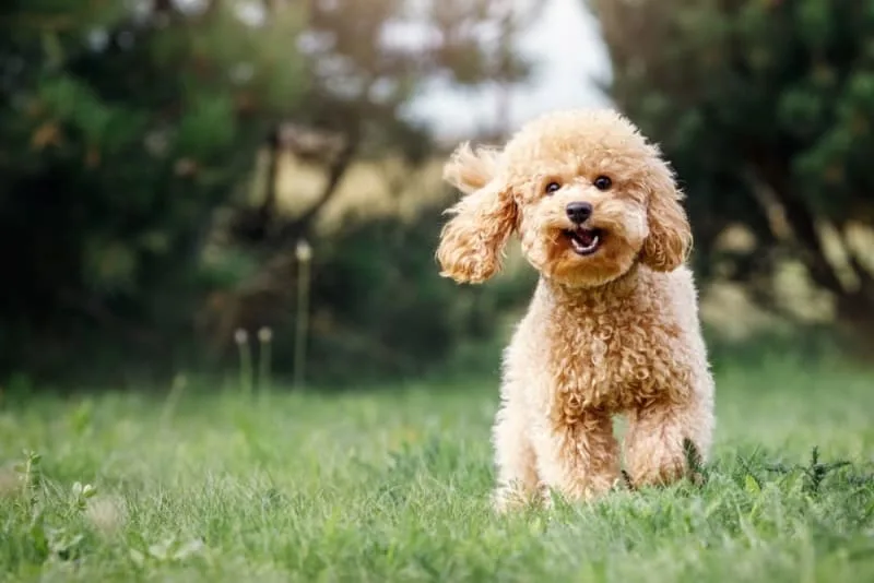 Can Acupuncture Help My Pet Feel Better?