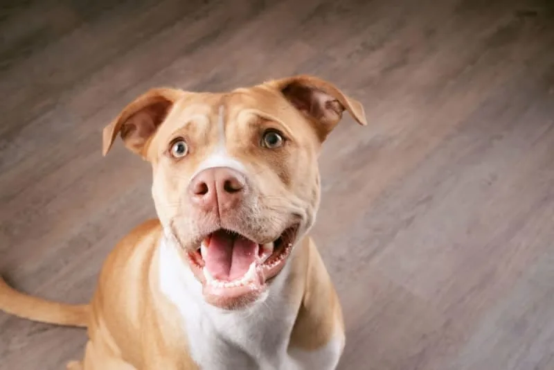 Excessive Panting in Dogs