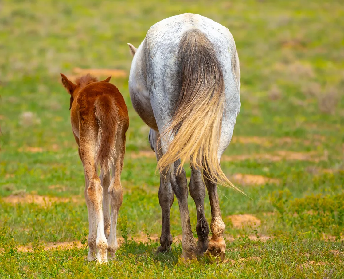 moma horse with foal
