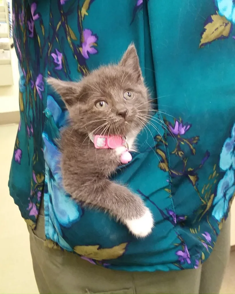 brown cat at animal clinic