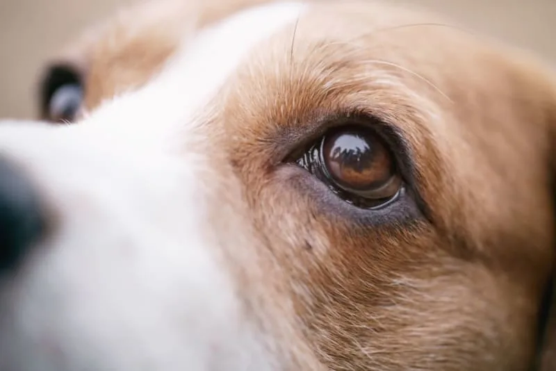 Cataract Surgery for Dogs