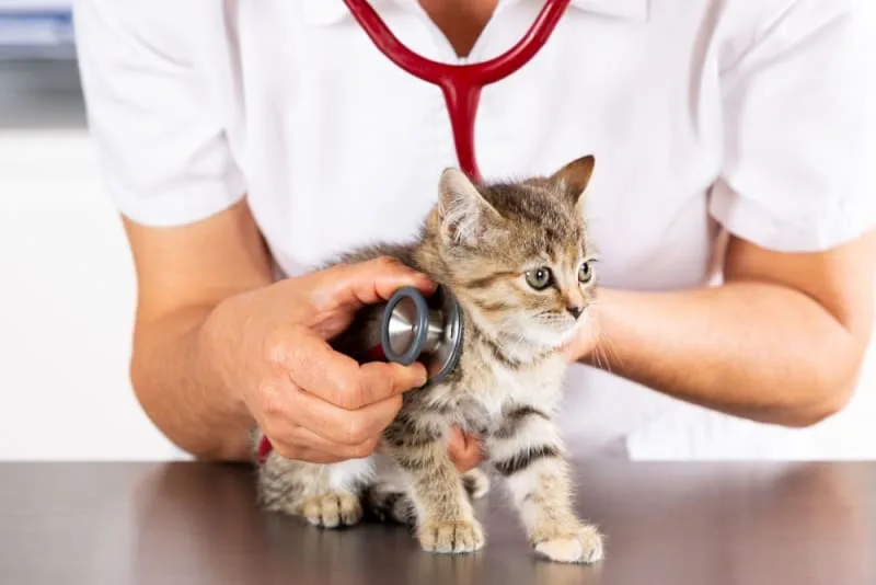 Kitten's First Vet Visit: What to Expect