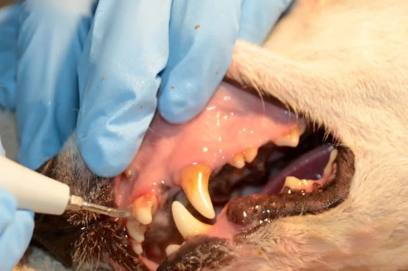 How to Treat Periodontal Disease in Dogs