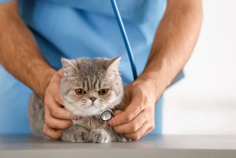 Heart Murmur in Cats
