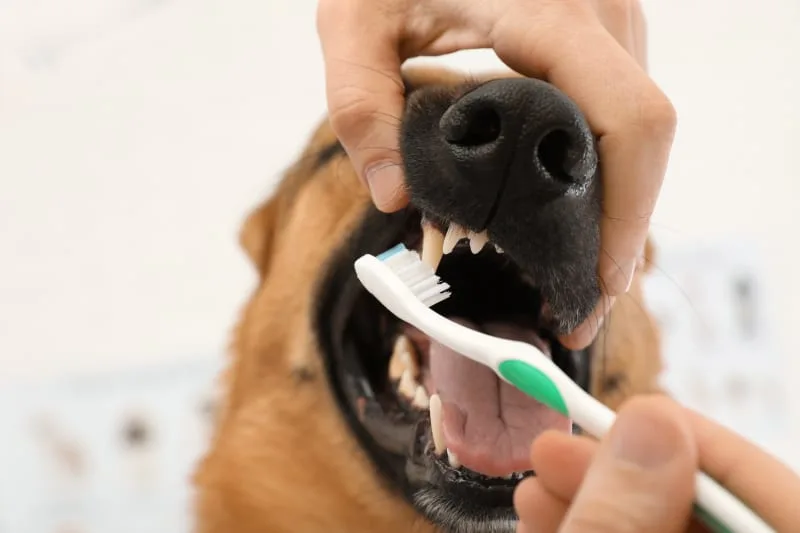 How to Stop and Prevent Periodontal Disease in Dogs