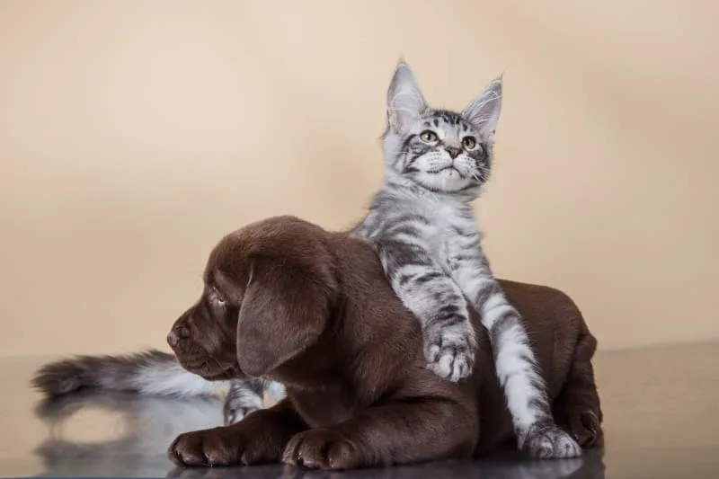 Puppy & Kitten: Are They a Good Match?