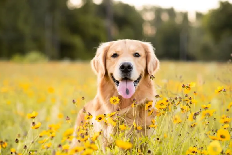 Hookworms in Dogs