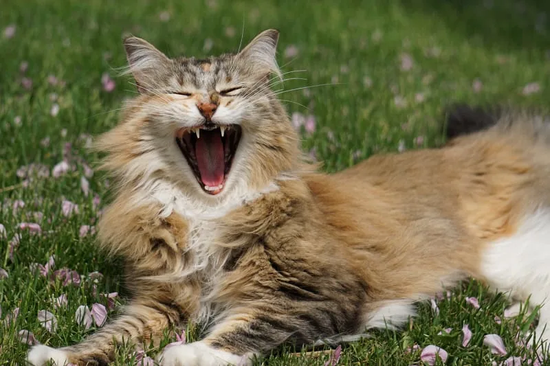 Dental Disease in Cats - Treatment & Prevention Tips