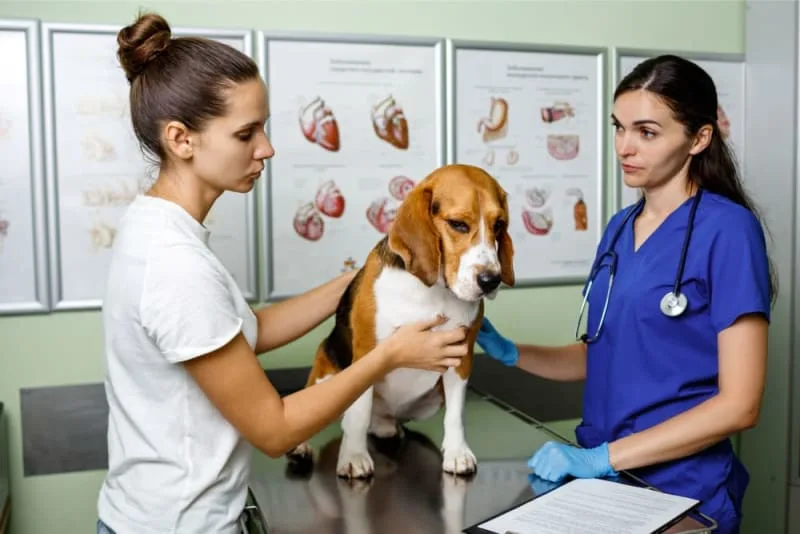Hookworm in Dogs: Signs, Treatment & Prevention