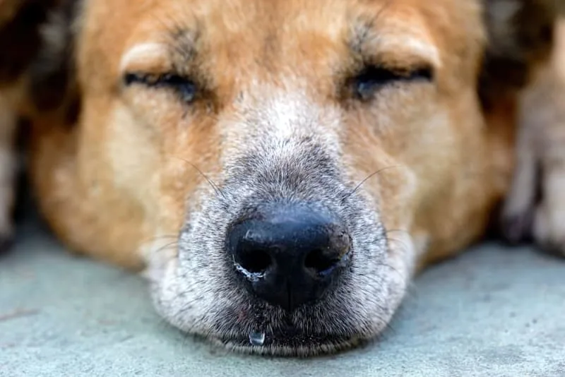 Types of Anemia in Dogs