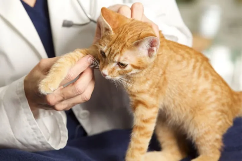 Why Is My Cat Limping?