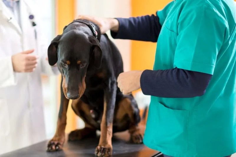 Importance of Parasite Control in Dogs