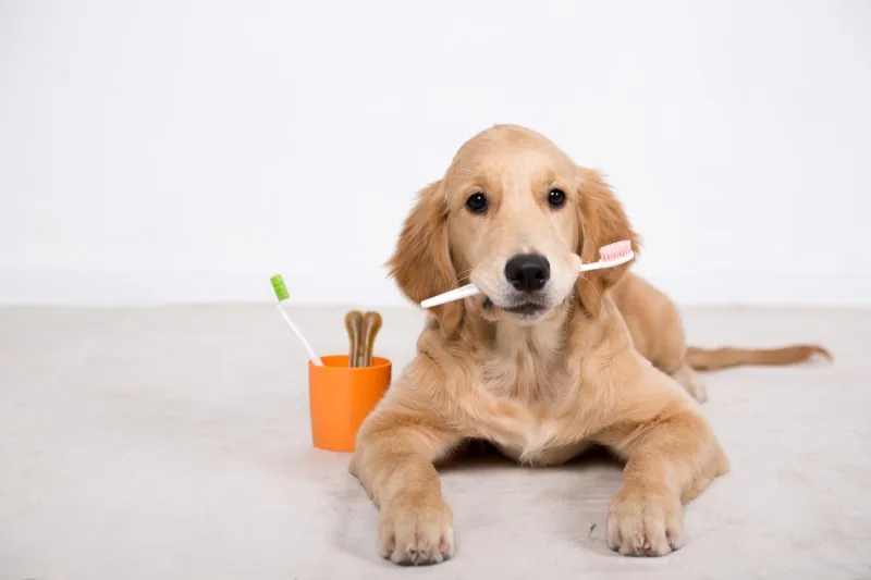Why Dental Care for Your Dog Is Important