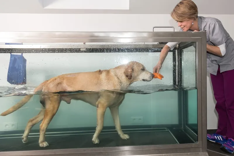 Benefits of Hydrotherapy (Aquatic Therapy) For Dogs